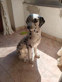 Dalmata ceramica