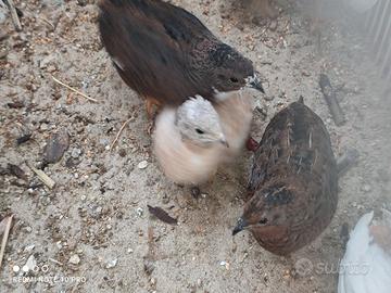 Quaglie cinesi