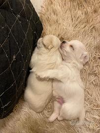 Cucciolo cane Maltese