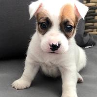 Jack Russell cuccioli