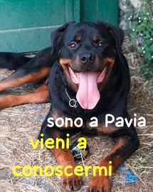 Murdock rottweiler 7 anni