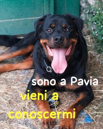 Murdock rottweiler 7 anni