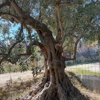 Pianta secolare ornamentale di olivo
