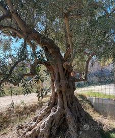 Pianta secolare ornamentale di olivo