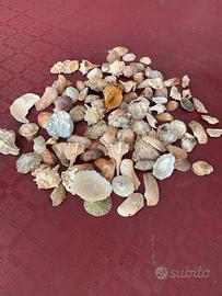 Conchiglie varie