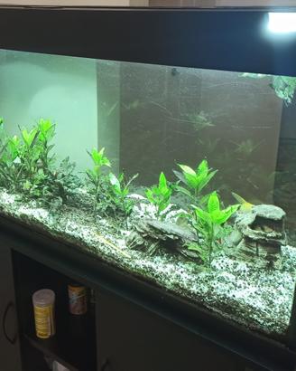 Acquario Juwel