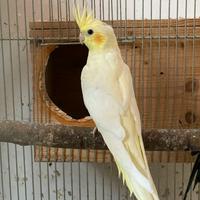 Pappagalli calopsite