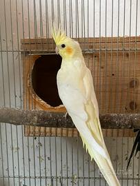 Pappagalli calopsite