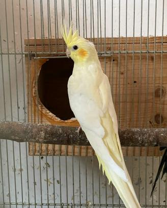 Pappagalli calopsite