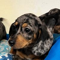 CRAZY DOG bassotti 2 mesi