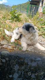 Australian sheperd cuccioli Blue merle