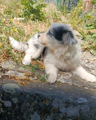 Australian sheperd cuccioli Blue merle