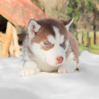 Cucciolo maschio di Husky bianco e rosso