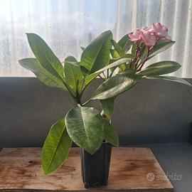 Pink Pansy plumeria 