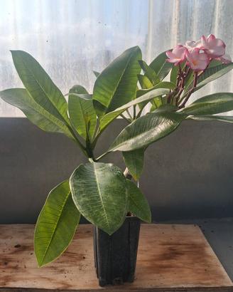 Pink Pansy plumeria 