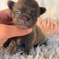 Chihuahua