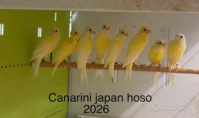 Canarini