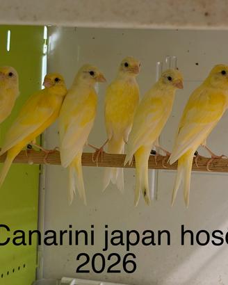 Canarini