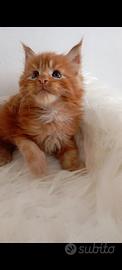 Cuccioli di Maine Coon