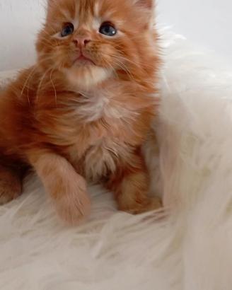 Cuccioli di Maine Coon
