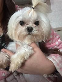 Maltese maschio