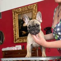 Cuccioli Bulldog Francese
