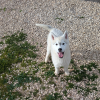Cucciolo di Siberian Husky
