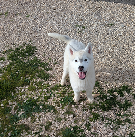 Cucciolo di Siberian Husky