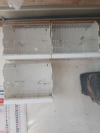 gabbiette preparazione mostre