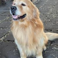 Cucciolata Golden retriever pura linea americana