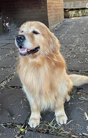 Cucciolata Golden retriever pura linea americana