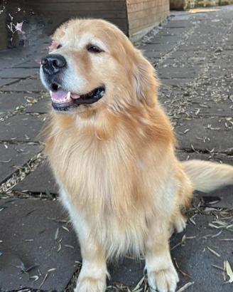 Cucciolata Golden retriever pura linea americana