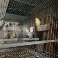 Canarini anellati FOI 2025