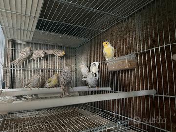 Canarini anellati FOI 2025