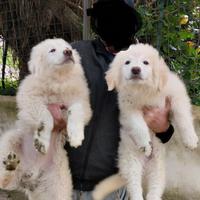 Cuccioli di pastore maremmano abruzzese