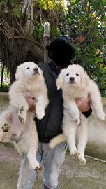 Cuccioli di pastore maremmano abruzzese