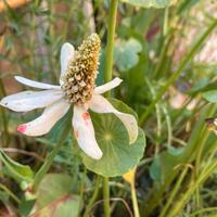 Piante acquatiche molte varietà