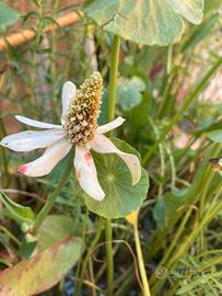 Piante acquatiche molte varietà