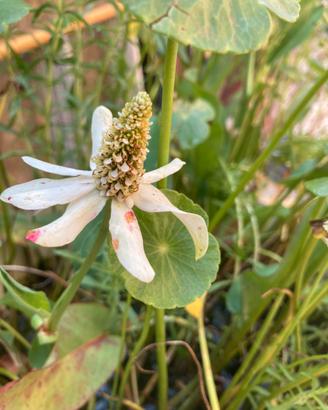 Piante acquatiche molte varietà