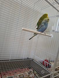 Coppia pappagallini cocorite selvatiche