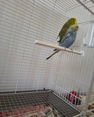 Coppia pappagallini cocorite selvatiche