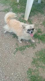 Chihuahua maschio Pedigree 