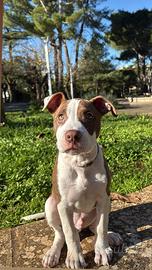 Cucciolo Amstaff - 3 mesi