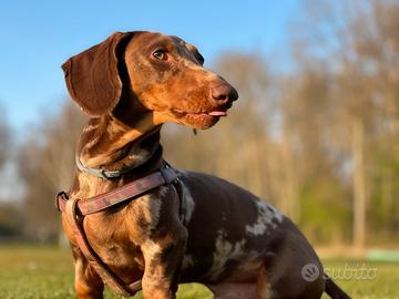 Bassotto arlecchino maschio per monta