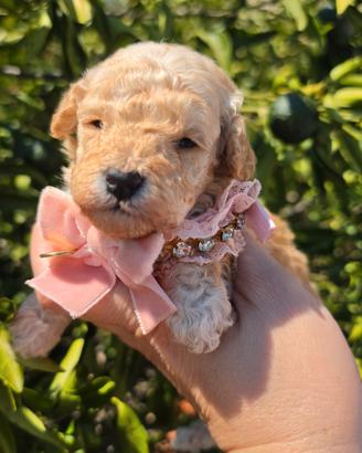 Barboncini piccoli toy
