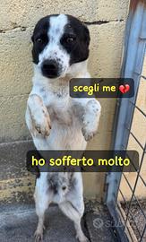 BILLY 5 ANNI taglia media piccola