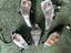 Immagine 1