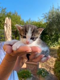 Gattini