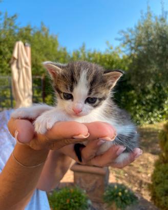 Gattini