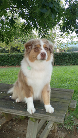 Cuccioli pastore australiano